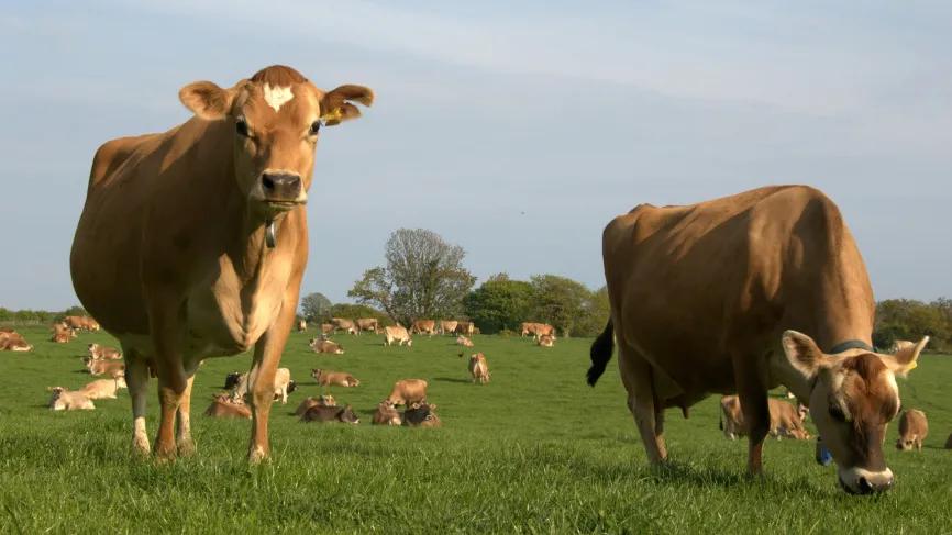 千万网红推荐的牛奶真的好喝吗,网红最好喝的纯牛奶