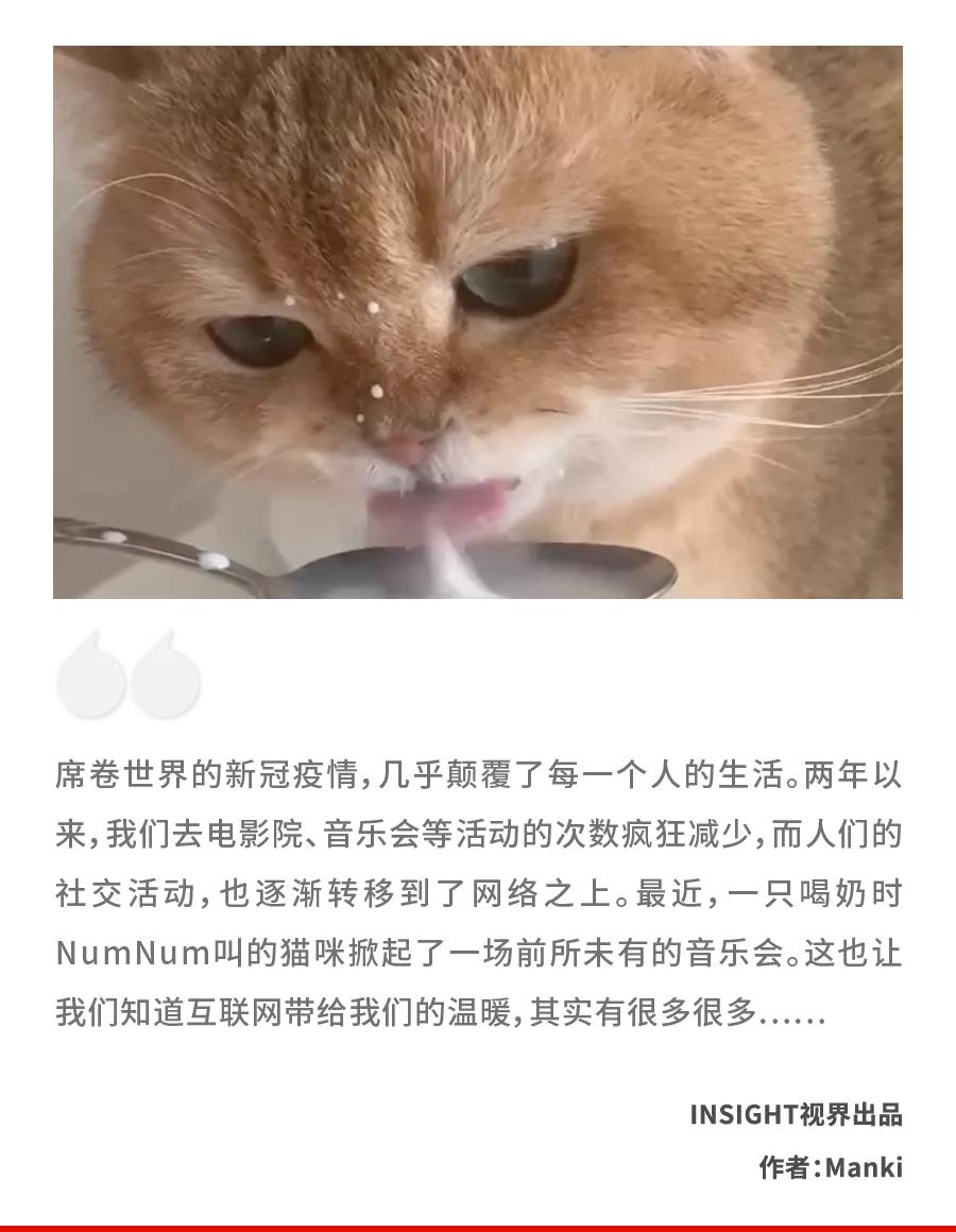 漂亮小奶猫喝奶,4只小奶猫吃豪华大餐