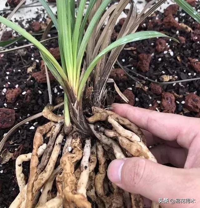 兰花养护｜茎腐病、黑腐病、根腐病和软腐病的区别救治