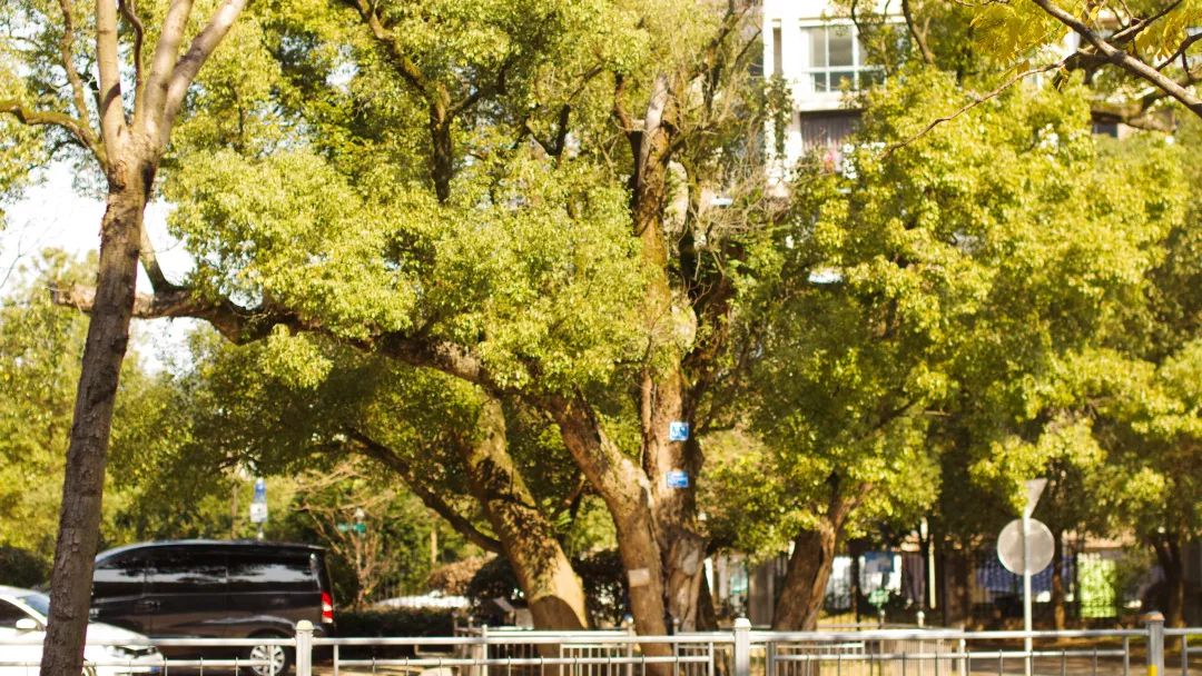 有一种生活叫常山