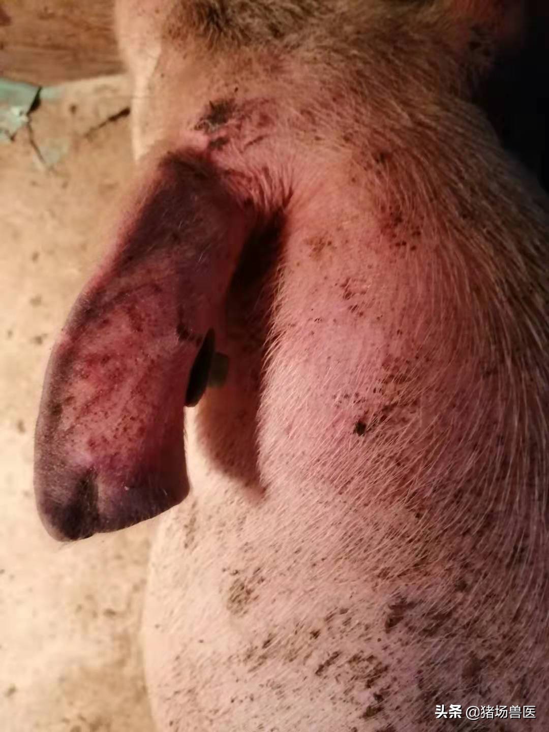 春季猪疾病防治措施,猪病知识大全及治疗