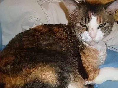 长着胡子的猫咪什么品种,有胡子的猫咪是哪种猫