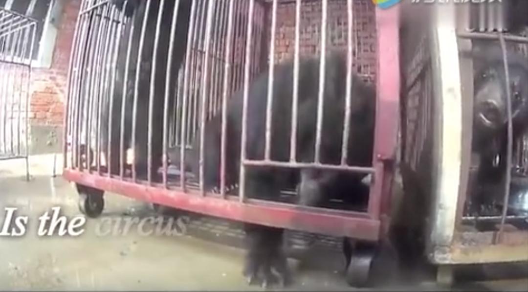 被铁链拴住的一生,被铁链绑住全身后逃脱