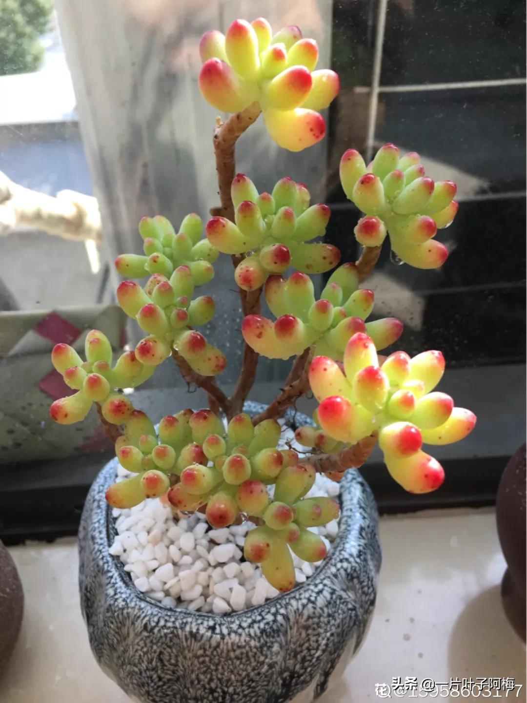 哪些多肉适合养老桩?多肉老桩摆窗台最精致了,看一眼就忘不了