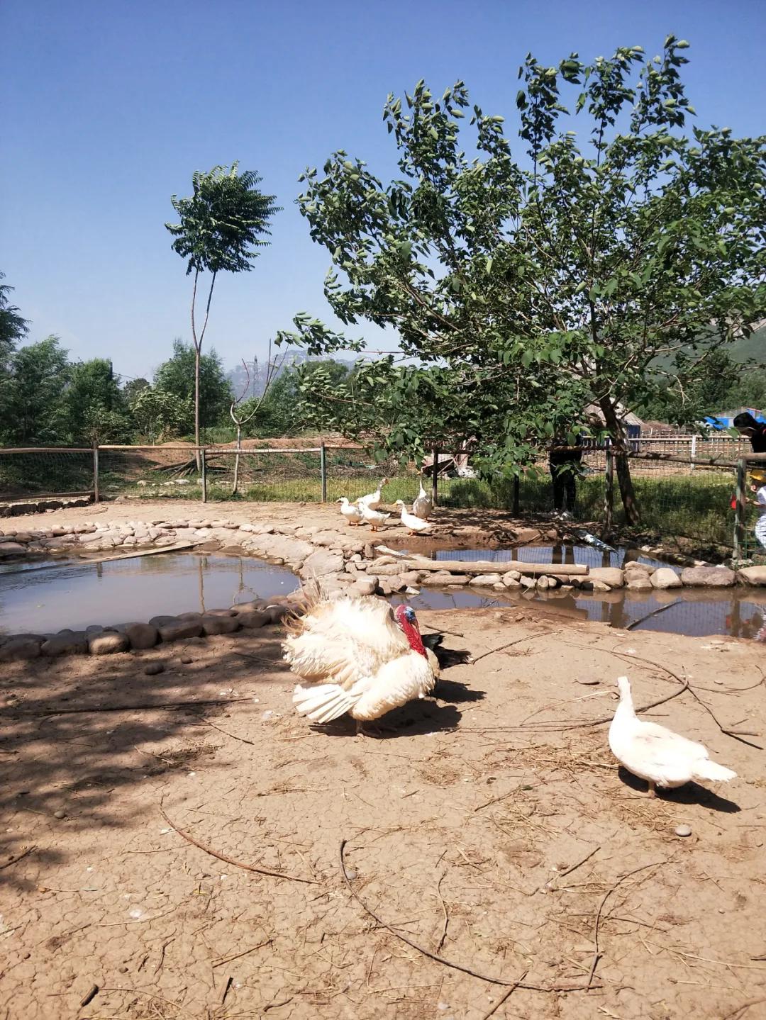 石家庄豌豆农场门票,豌豆农场井陉