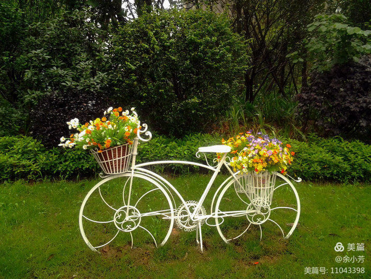 美丽的百合花绽放了,美丽的百合花原唱