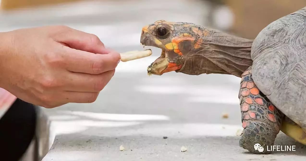 红腿陆龟如何家庭散养,广东红腿陆龟养殖方法