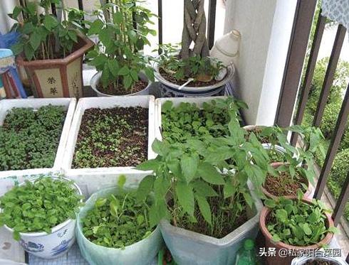 阳台播种蔬菜种子方法,阳台种植蔬菜种子哪种好