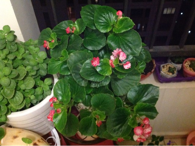 养花施大肥是什么肥,养花用什么垫底花肥最合适