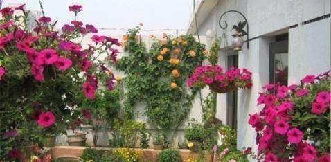 养花烂根快用它泡一泡,黄豆泡水养花的正确方法