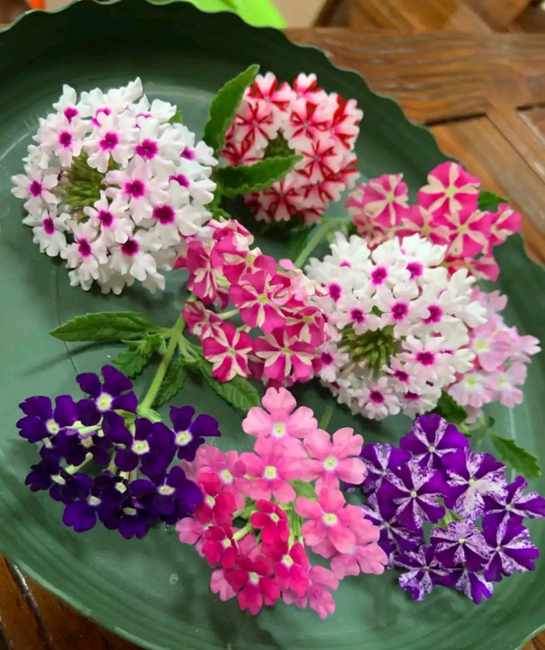 这“38种花”，当你开始收集品种时，你已入坑颇深