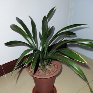 十大天价兰花价格,天价兰花品种及价格