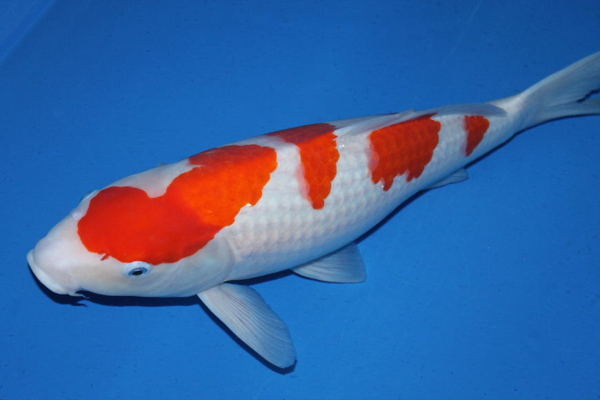 新手入门养锦鲤如何防止生病,新手养锦鲤需要注意什么