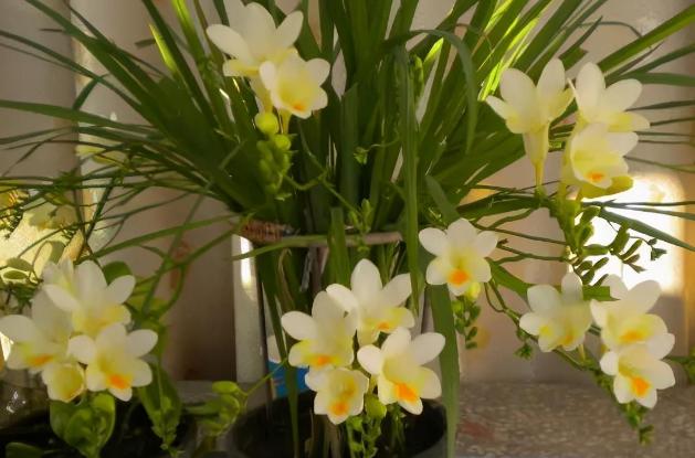 怎么把小苍兰养得花箭粗大,小苍兰的花期养护注意事项