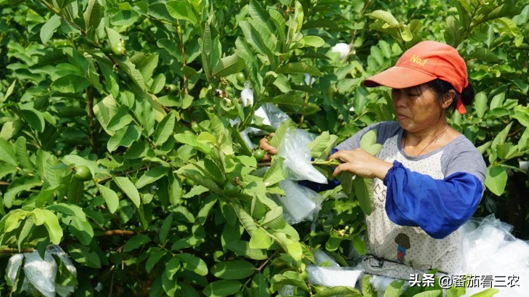 种植不久冬天番石榴出小果怎么办,番石榴膨果期管理技术