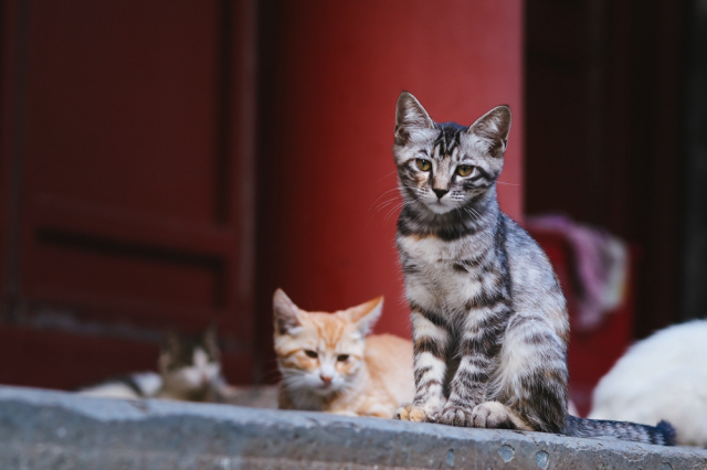 eos200d第一代拍照,eos200dii视频