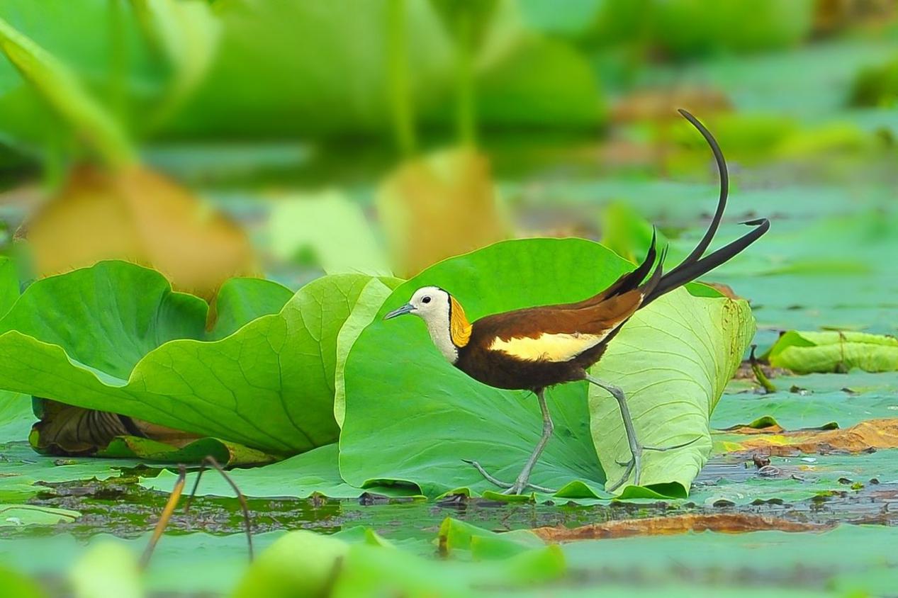 飞天奖衡水举行,飞天奖在衡水举办原因