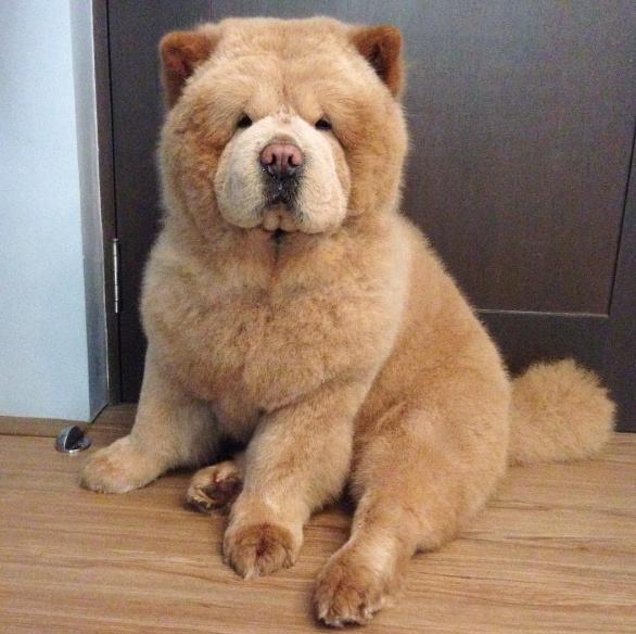 宠物狗品种大全热门宠物排行,常见的小型宠物狗品种及图片大全