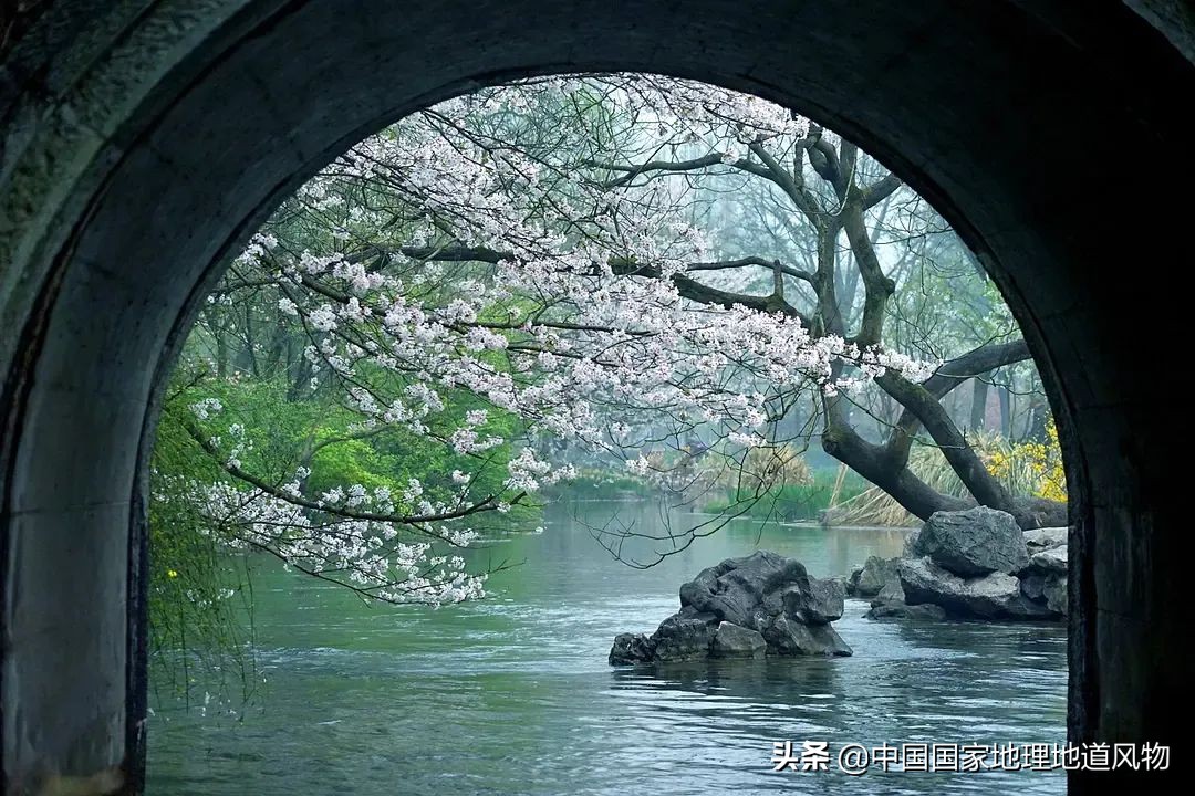 什么是西湖成语,什么是西湖莼菜