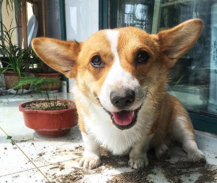 柯基难饲养的几个原因分析,饲养柯基的注意事项