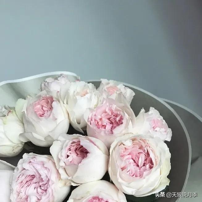 月季控对美的极致追求，尽在伊芙系列