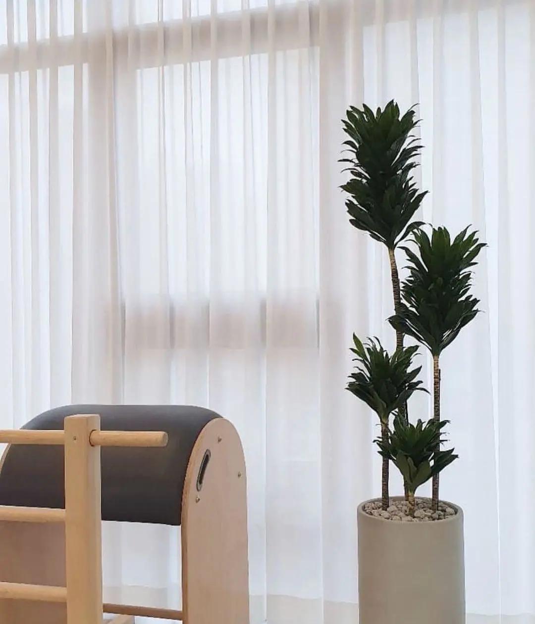 ins十大网红绿植,ins网红绿植大全