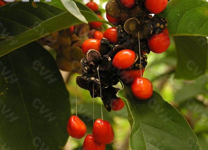 鐜夊叞鑺卞紑娲佺櫧鏃犵憰,鐜夊叞娲佺櫧鏃犵憰