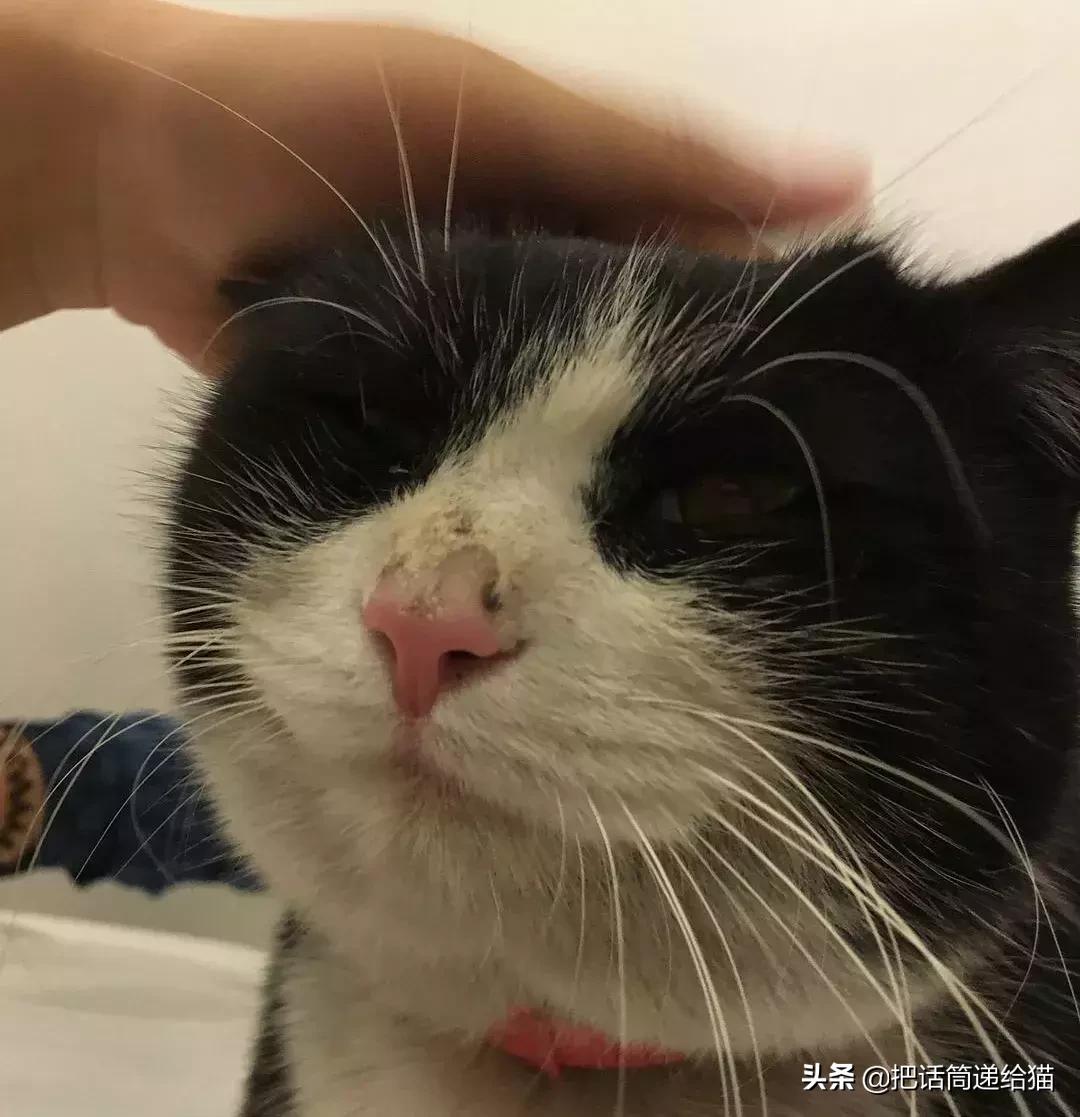 猫故事书籍,猫故事小说