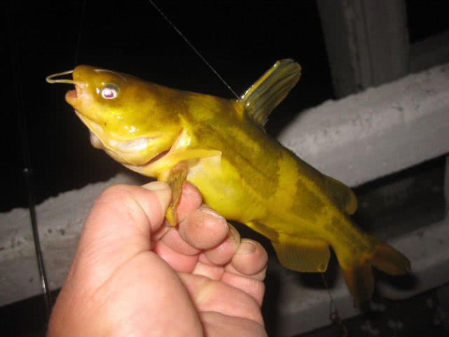 春季钓黄颡选位最佳时间,钓黄颡的最佳时间