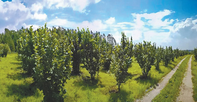 黑龙江榛子栽培与效益,黑龙江抗寒大果榛子