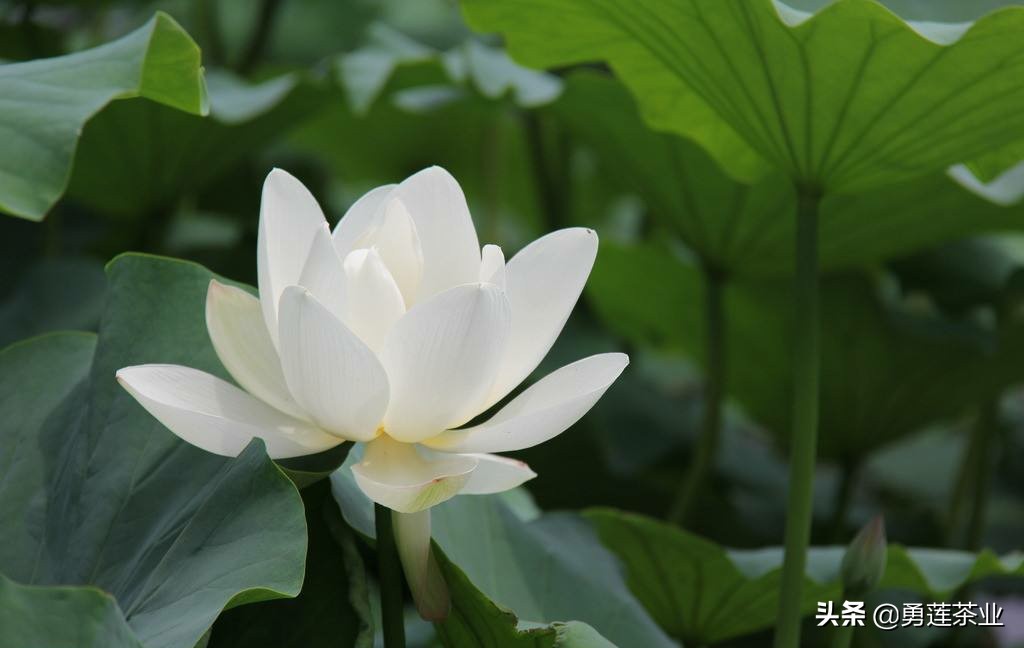 古今贤文劝学篇朗读,古今贤文增广贤文全文解读