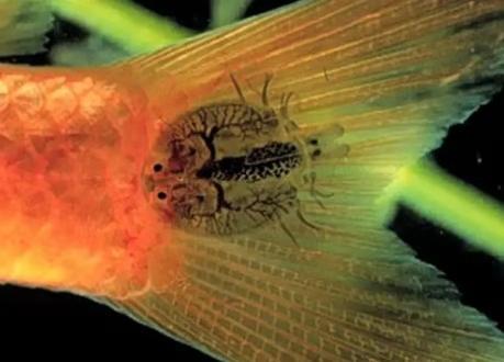 鱼尾巴不是纸做的,因为水质不好或寄生虫,会导致尾巴撕裂吗?