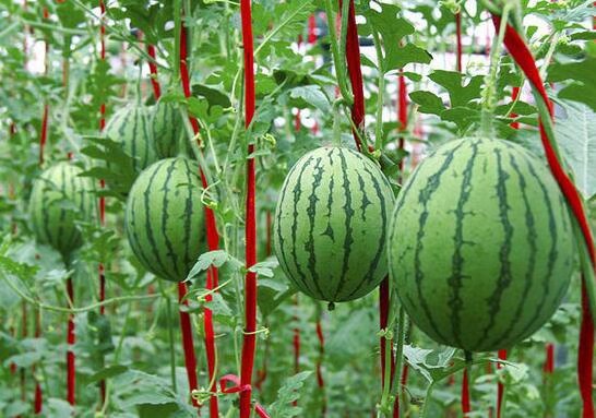 盆栽西瓜化瓜的原因和解决方法,冬季日光温室黄瓜化瓜原因及对策
