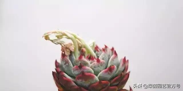多肉开花怎么办呢,多肉开花的原因和解决方法