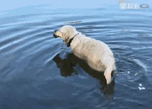 金毛犬聪明吗,德国牧羊犬聪明还是金毛犬聪明