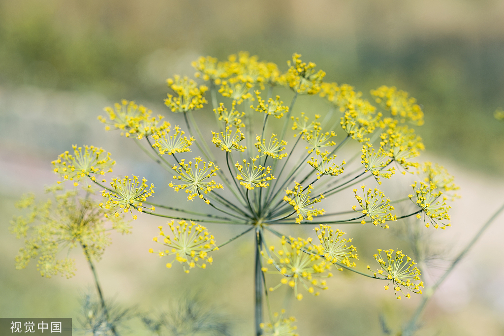 精油的有效期限是多久,精油一般开了保质期是多久