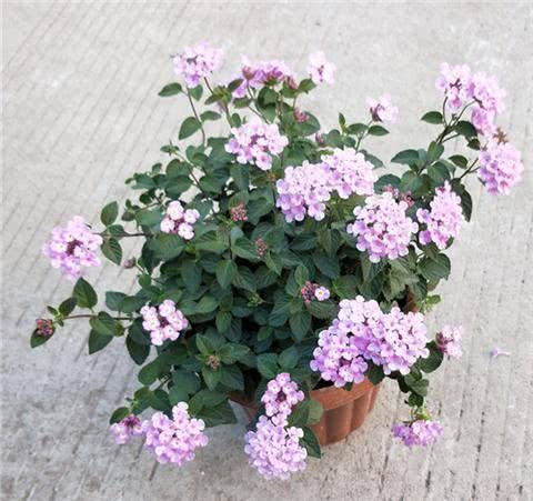 5月蚊虫多,咱可不要怕,卧室摆上几盆花,蚊虫问题轻松解决!