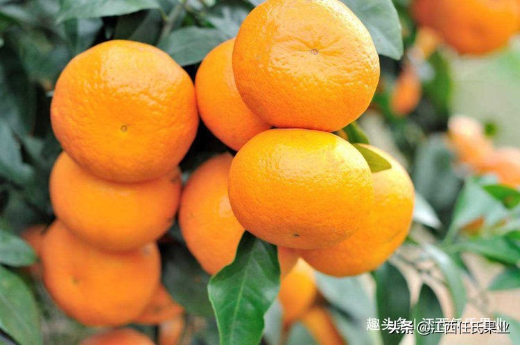 种植柑橘用什么肥料做底肥,柑橘种植小苗头一年下什么肥料