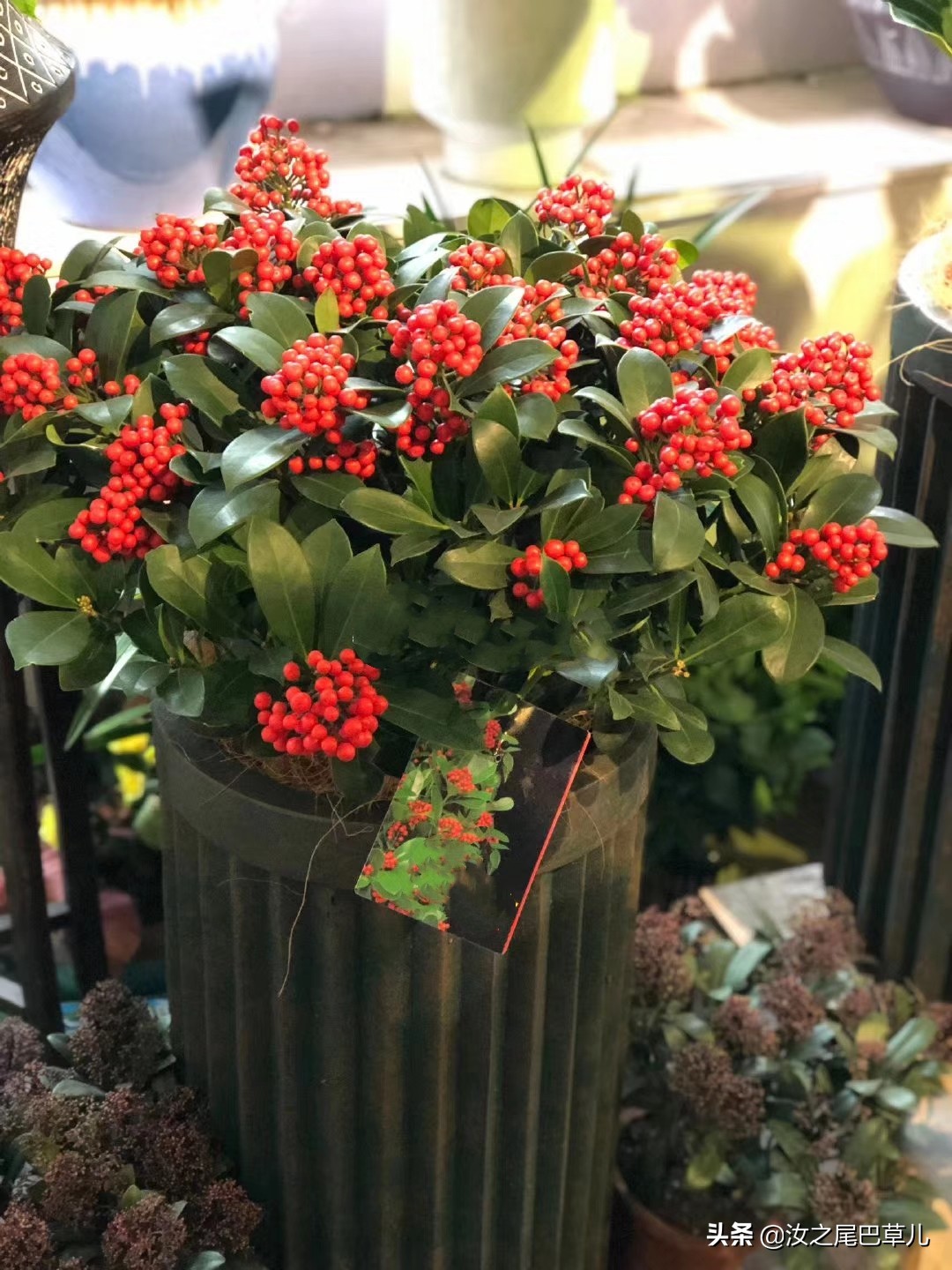 过年最受欢迎的花,北美冬青和金玉珠的区别