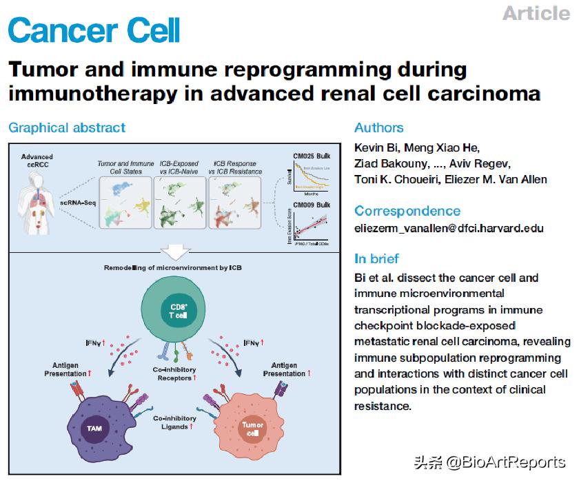 ​3篇《细胞》子刊同期聚焦！肾癌的免疫治疗最新进展
