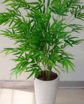 凤尾竹怎么养才会爆盆,盆栽凤尾竹怎么养