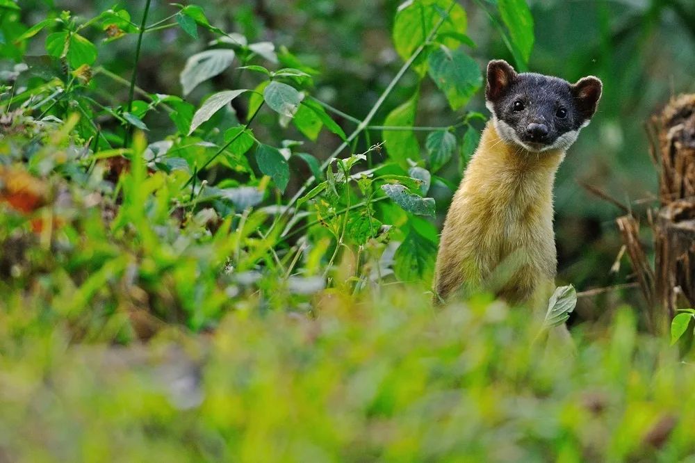 东北的貂有多好看,东北人眼里的貂