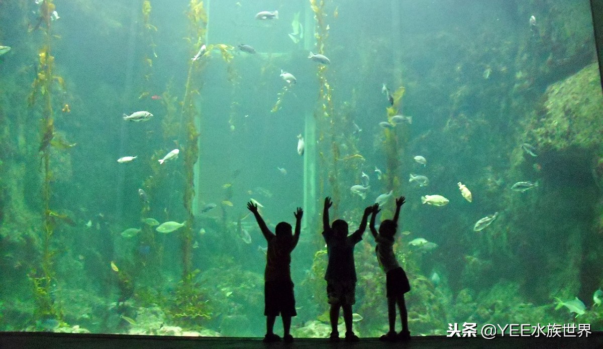 性价比高的鱼缸尺寸,60的鱼缸选高一点的还是矮一点的