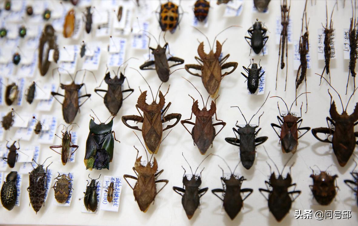 3亿史前昆虫,几亿年前的昆虫远古生物