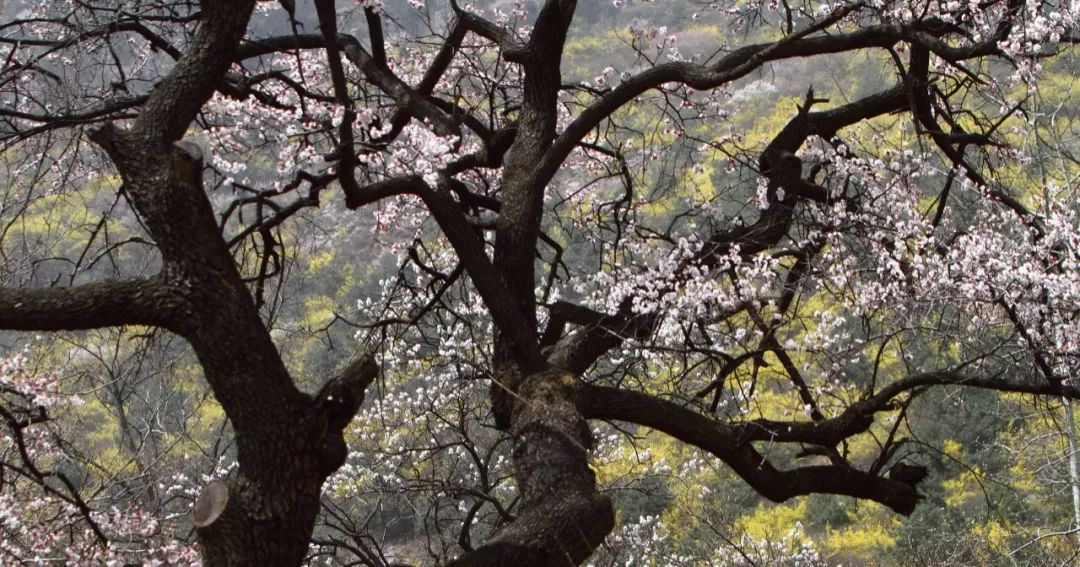 骄傲中国田径第一冠,中国骄傲一等奖视频