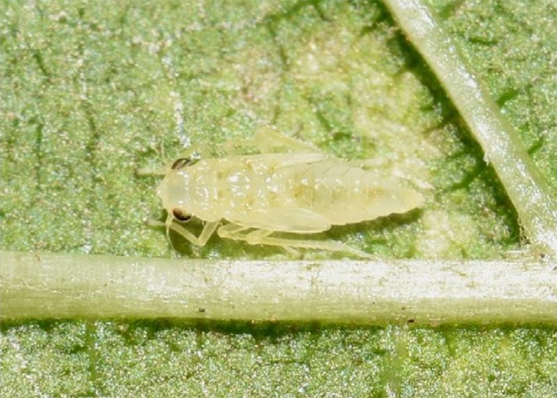 葡萄叶蝉的防治方法,葡萄上的小飞虫怎样防治