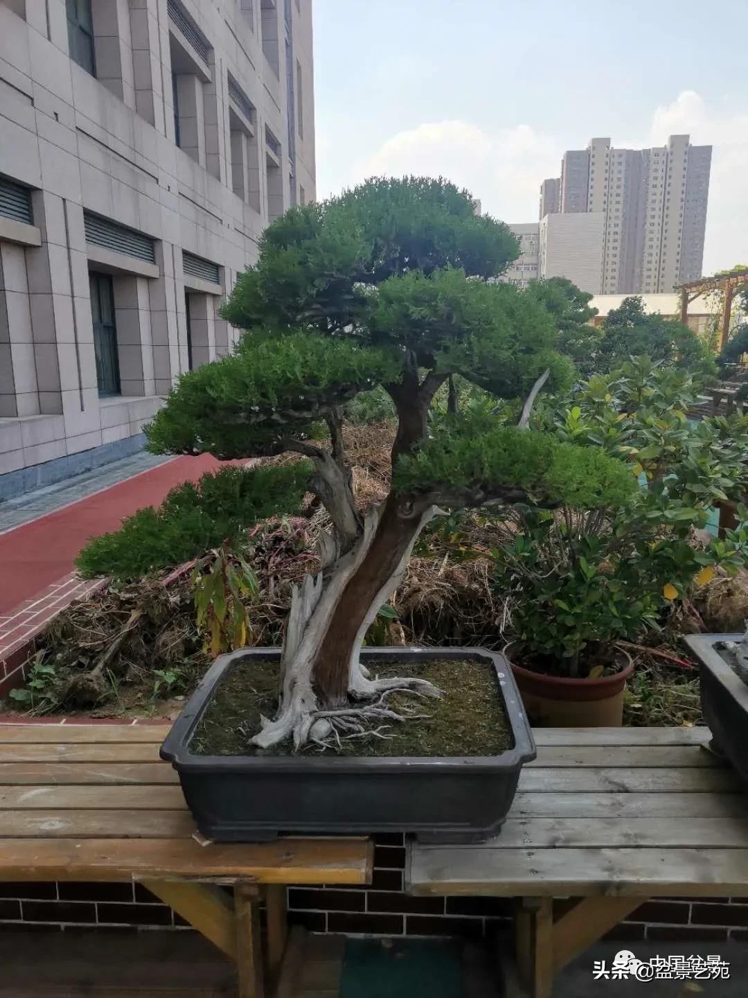 涓浗钁楀悕鐩嗘櫙澶у笀绮惧搧鐩嗘櫙,鐩嗘櫙鑹烘湳瀹跺拰鐩嗘櫙鑹烘湳澶у笀