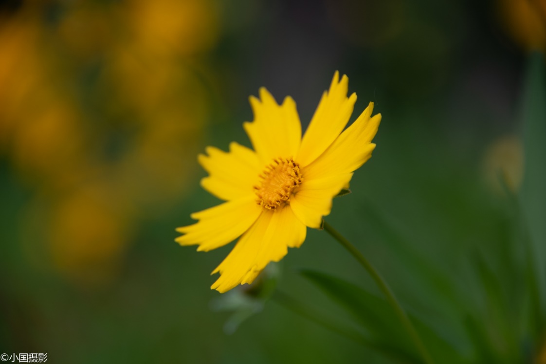 剑叶金鸡菊盆栽,重瓣剑叶金鸡菊图片