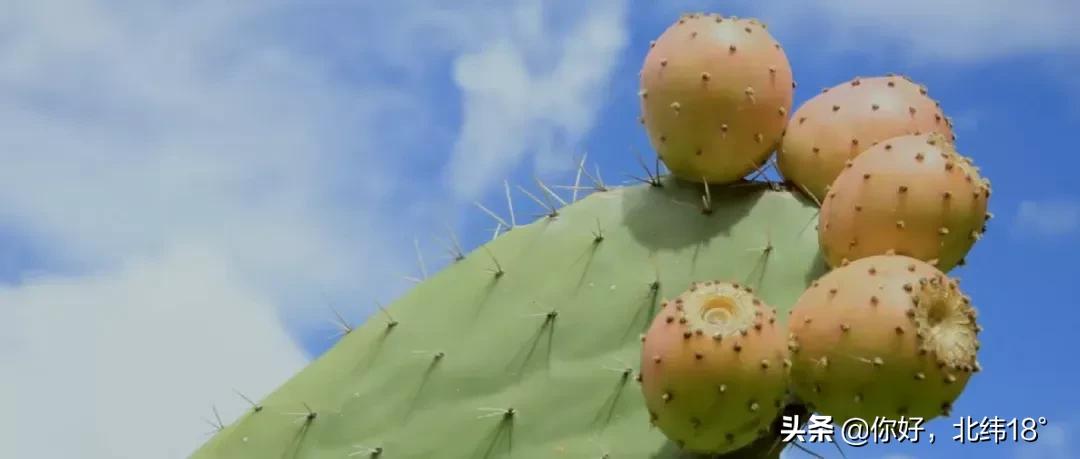 吃仙人掌十大禁忌,吃仙人掌有什么好处
