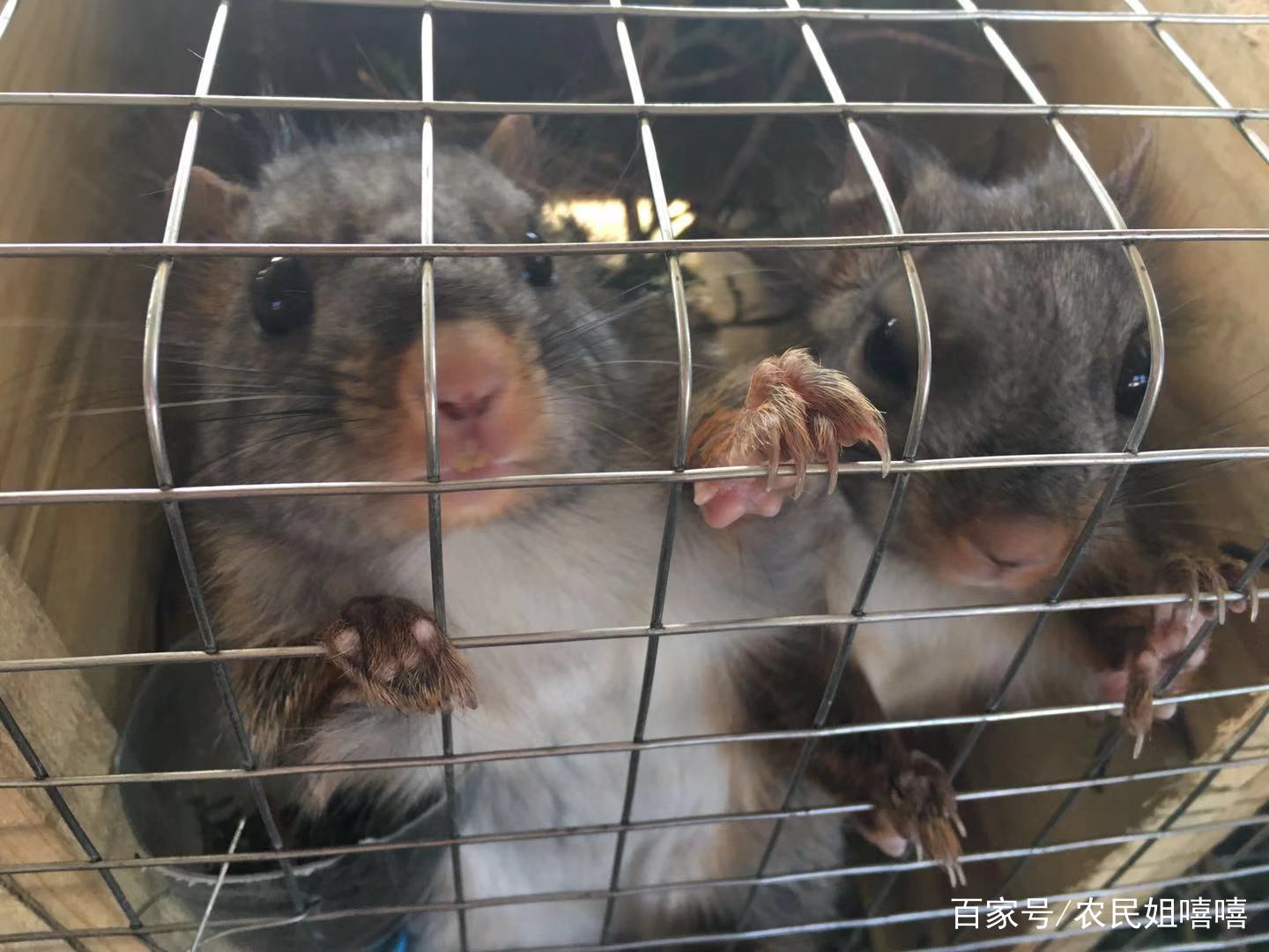 陕西飞鼠生活在哪里,陕西洛南飞鼠基地